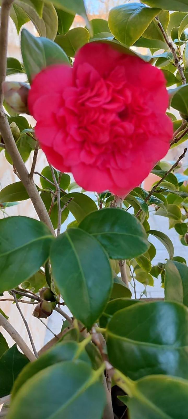 Pia'S House Garden Διαμέρισμα Καμπομπάσο Εξωτερικό φωτογραφία